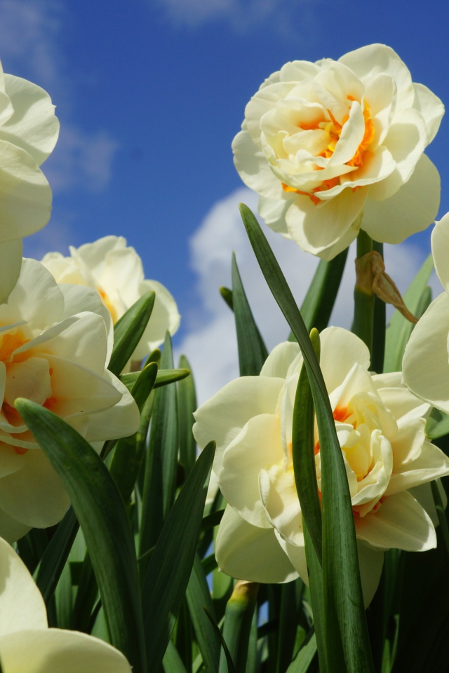 Пышные белые нарциссы с зелеными листьями под голубым небом