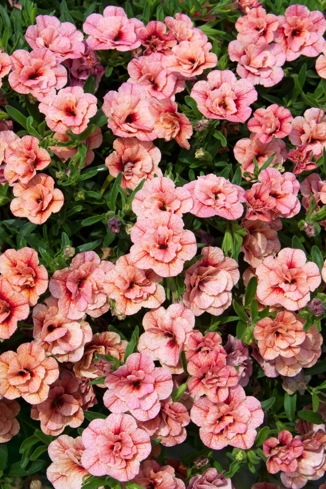 Много розовых цветов калибрахоа