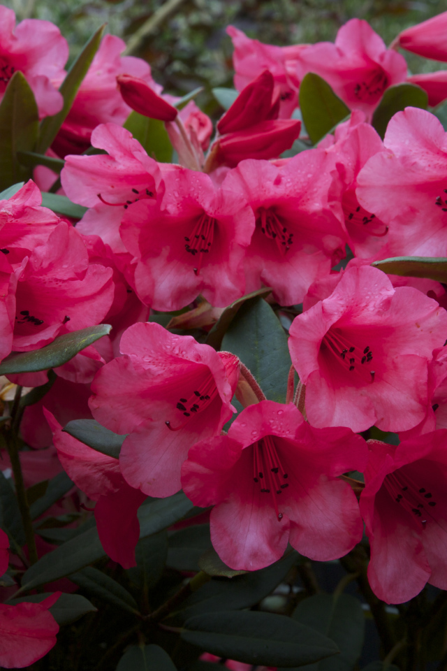 Много розовых цветов рододендрона крупным планом