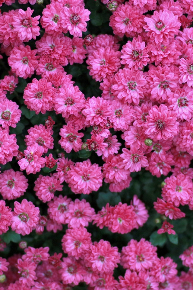 Много маленьких розовых цветов хризантемы