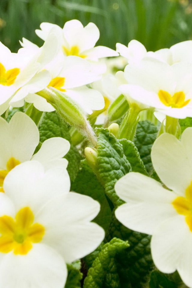 Много белых цветов примулы крупным планом