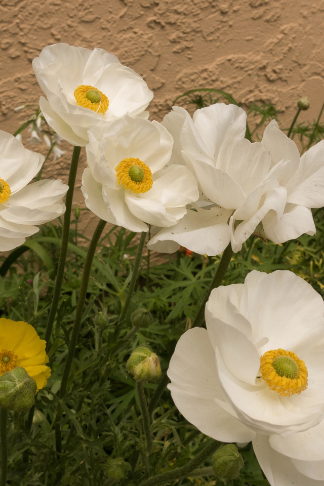 Разноцветные красивые цветы лютики на клумбе 