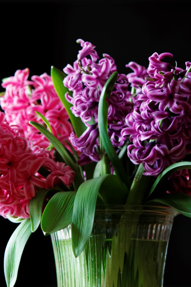 Разноцветные гиацинты в вазе на черном фоне