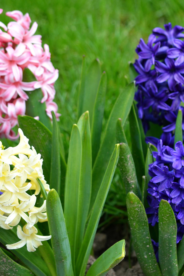 Разноцветные гиацинты на клумбе 