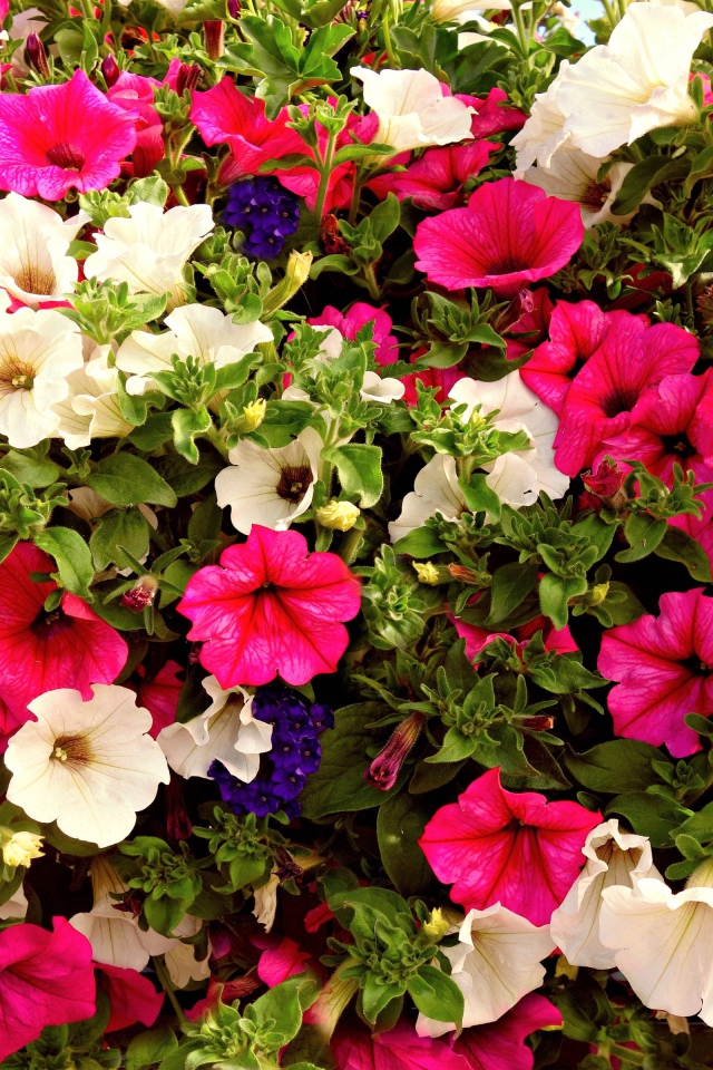 Разноцветные цветы петунии крупным планом