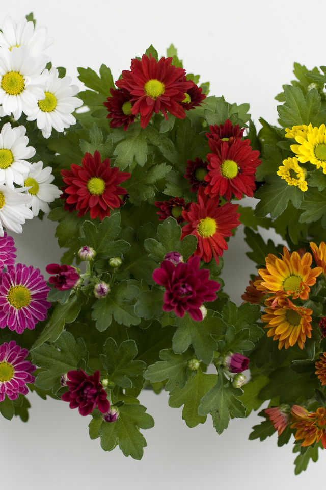 Разноцветные красивые цветы хризантемы на белом фоне