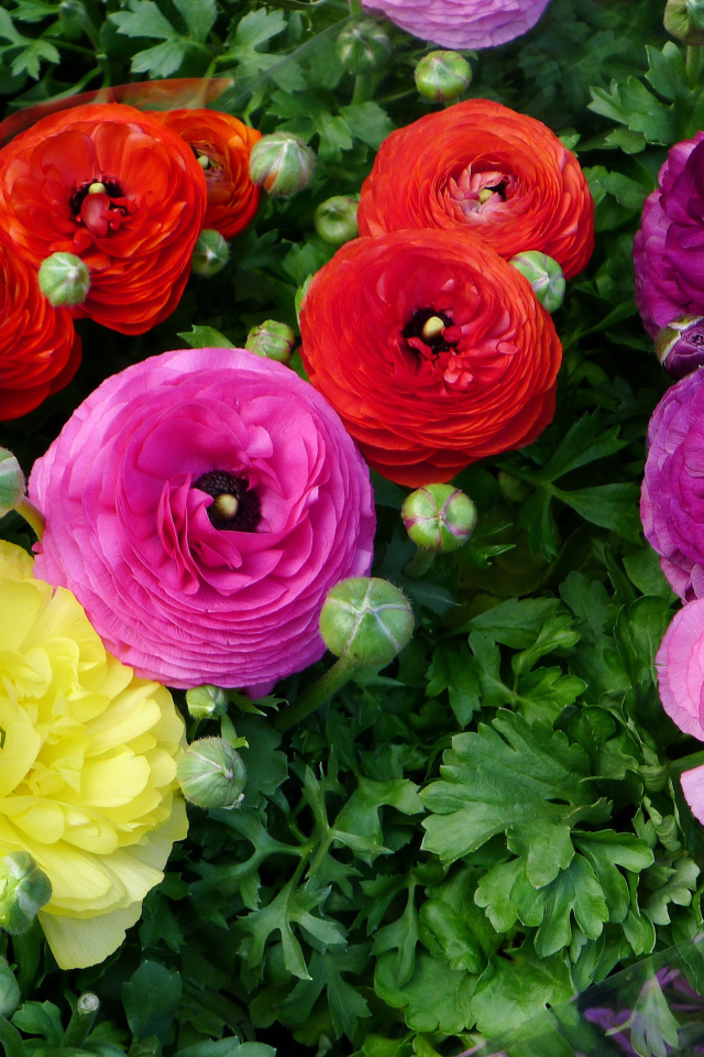 Разноцветные красивые цветы садовые лютики 