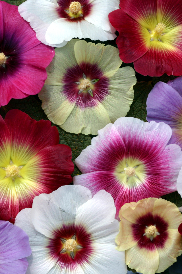 Разноцветные красивые цветы мальва