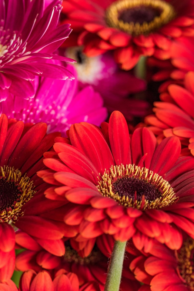 Разноцветные красивые  цветы герберы