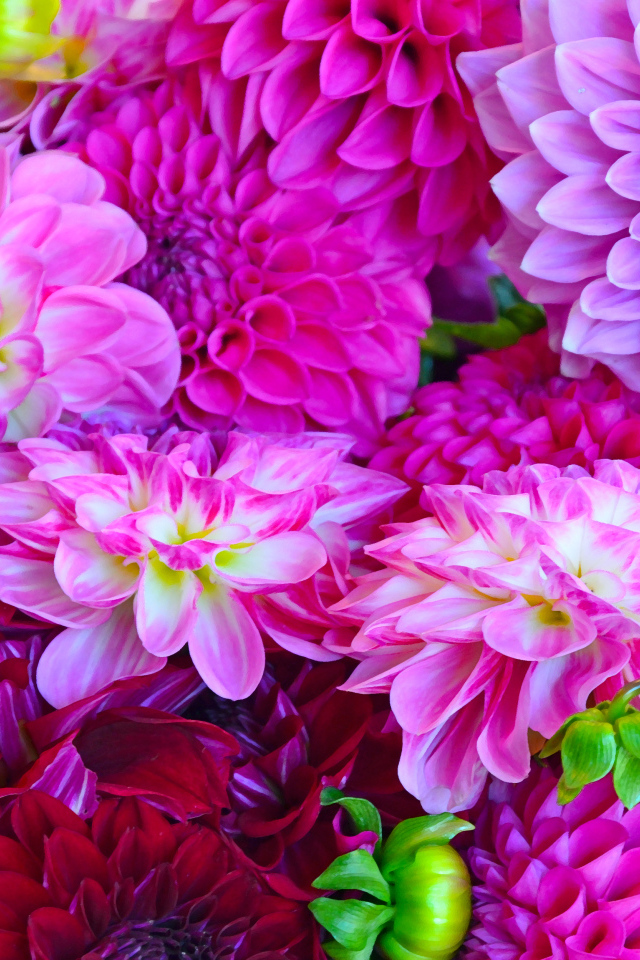 Разноцветные георгины крупным планом