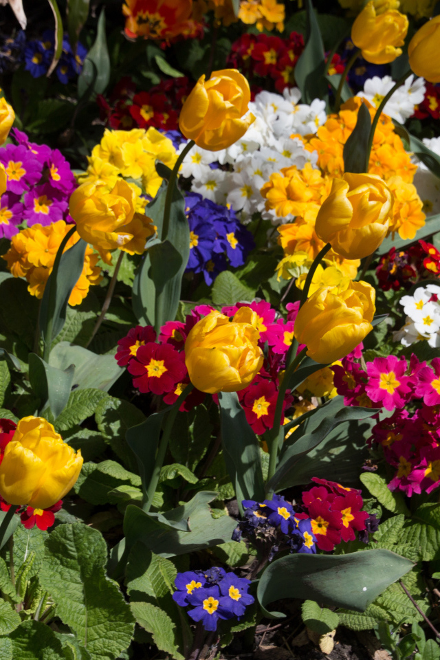 Разноцветные цветы примула и тюльпаны на клумбе