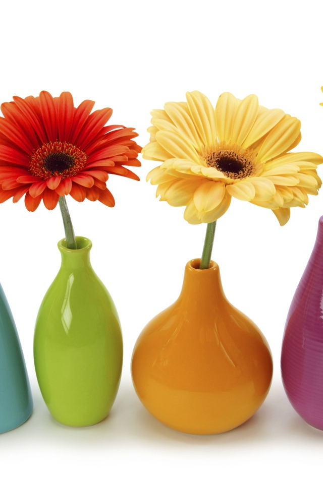Разноцветные герберы в вазах на белом фоне 