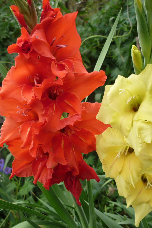 Разноцветные летние цветы гладиолусы крупным планом