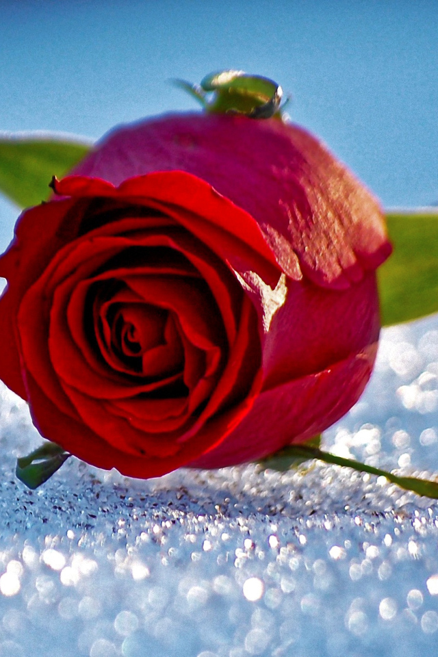 Одна красная роза лежит на горошинах снега 