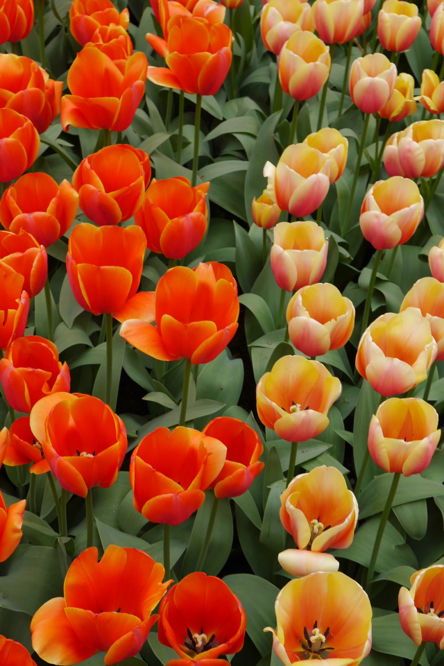 Оранжевые и персиковые цветы тюльпаны на клумбе