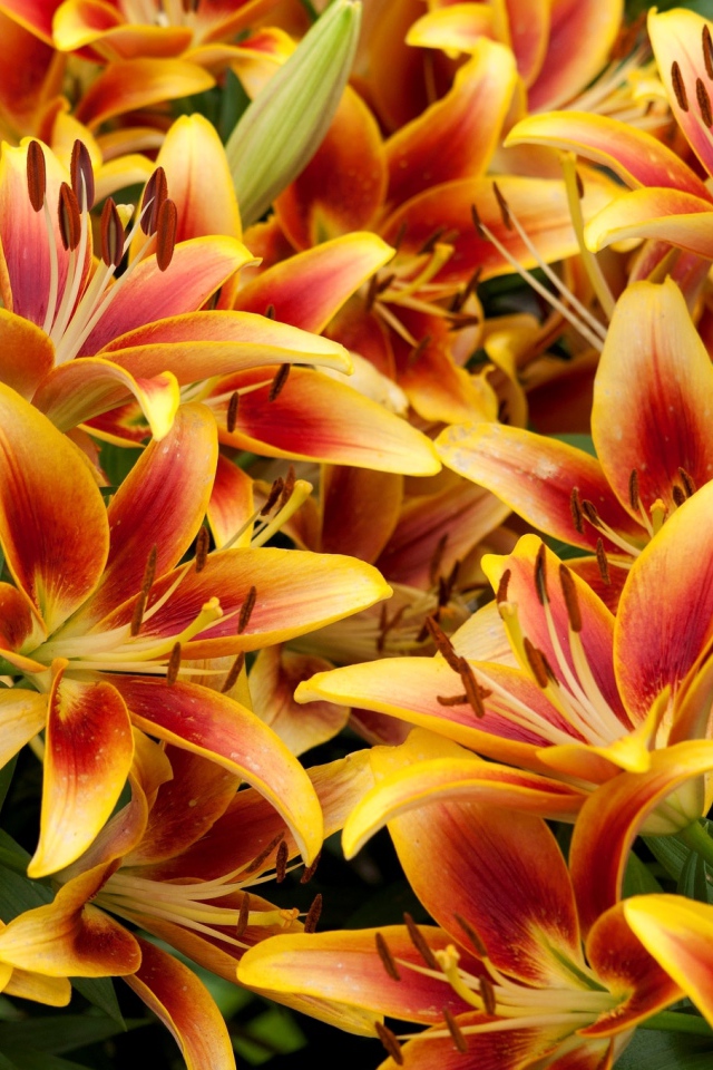 Оранжевые красивые лилии крупным планом