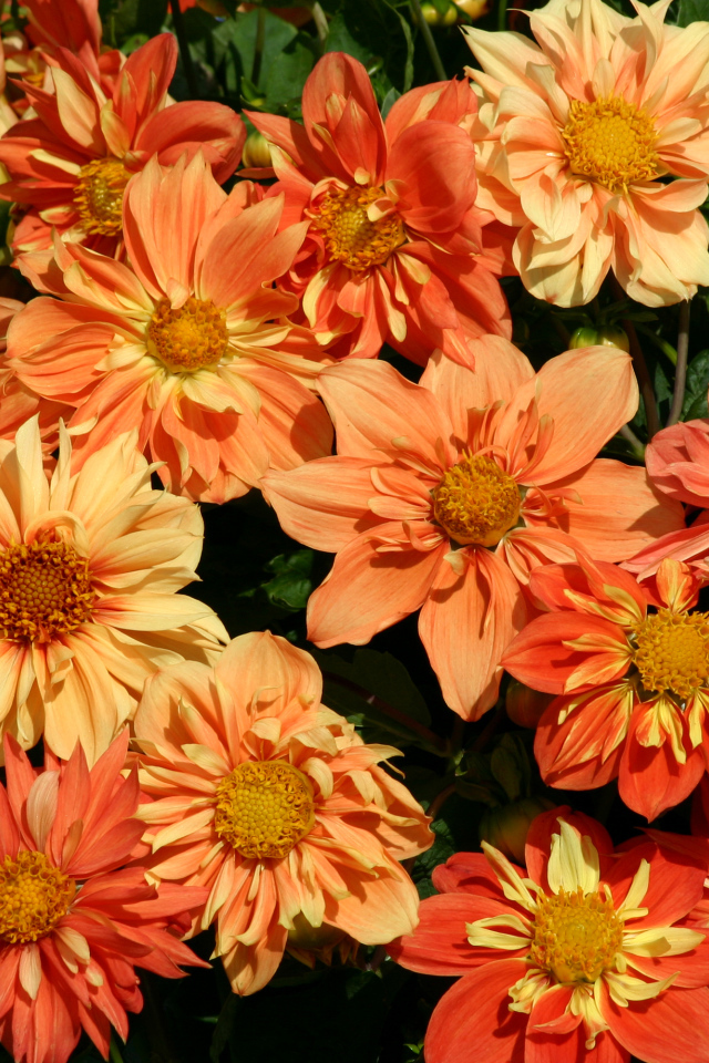 Оранжевые георгины крупным планом