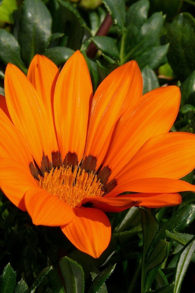 Оранжевый цветок газания крупным планом