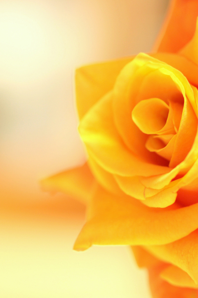 Оранжевый цветок роза крупным планом