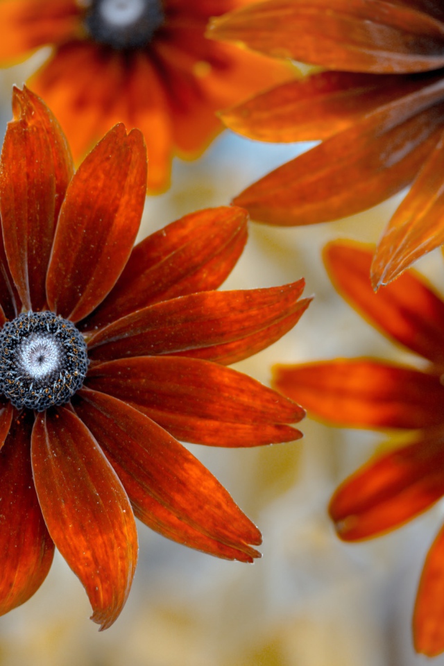 Оранжевые цветы эхинацеи крупным планом