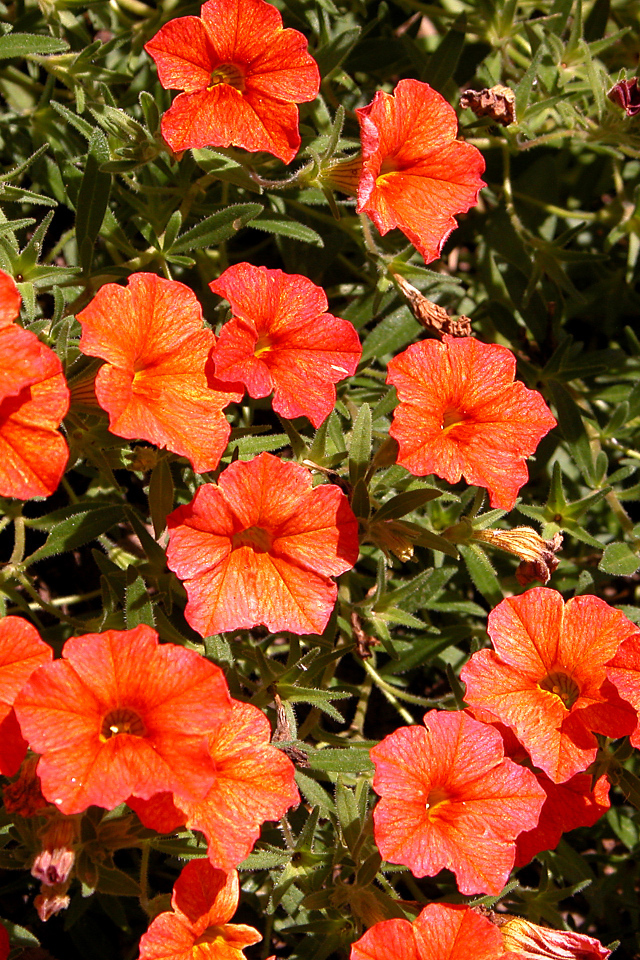Оранжевые цветы калибрахоа крупным планом