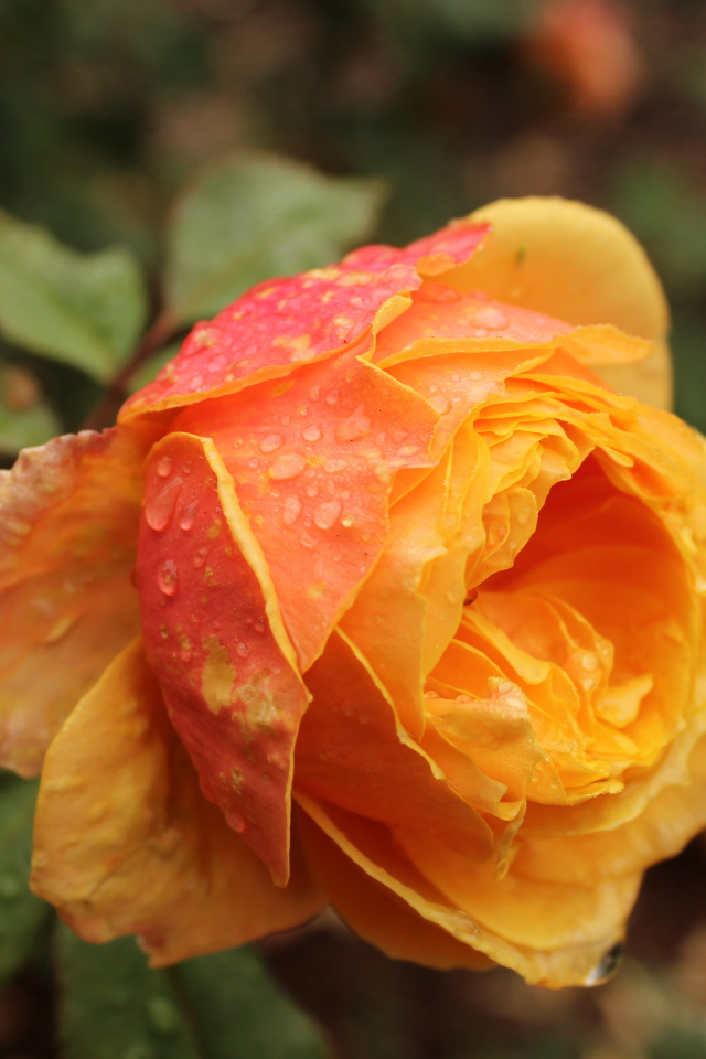 Оранжевая садовая роза в капельках росы