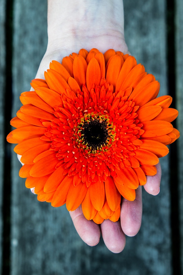 Оранжевый цветок герберы на руке