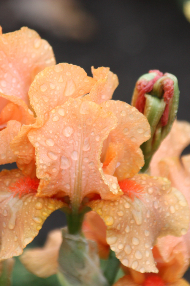 Оранжевые ирисы в каплях росы крупным планом