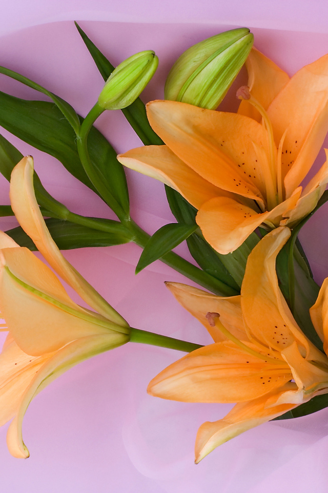 Оранжевые лилии с бутонами на розовом фоне