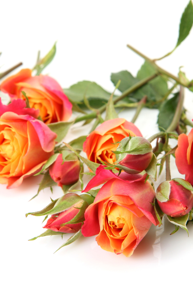 Оранжевые розы с бутонами на белом фоне крупным планом