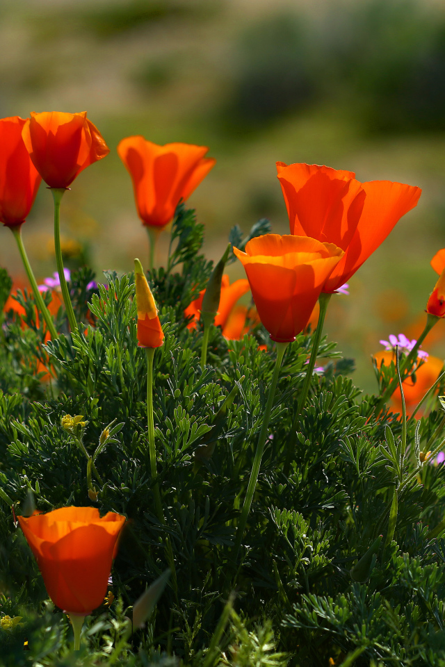 Оранжевые летние цветы Эшшольция