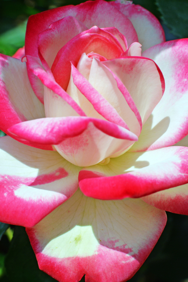 Розово -белая роза крупным планом 