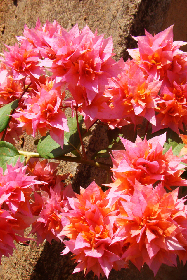 Розовые цветы бугенвиллия крупным планом