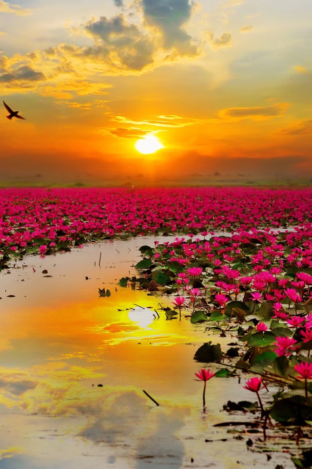 Озеро розовых лотосов на фоне закатного неба  