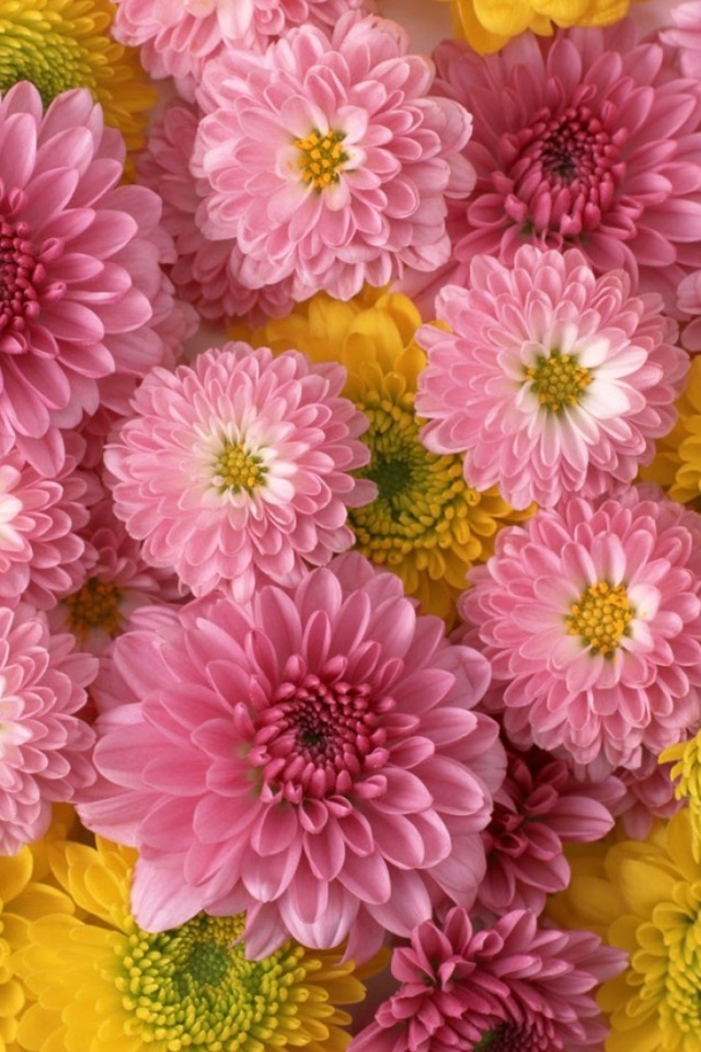 Розовые и желтые красивые цветы георгины  