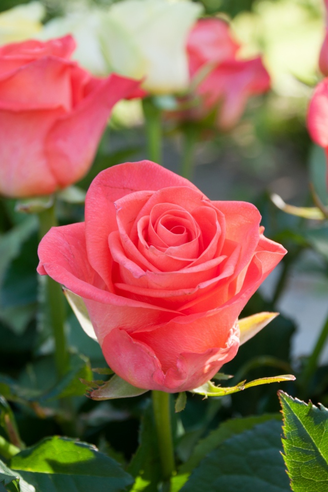 Розовые и желтые розы крупным планом