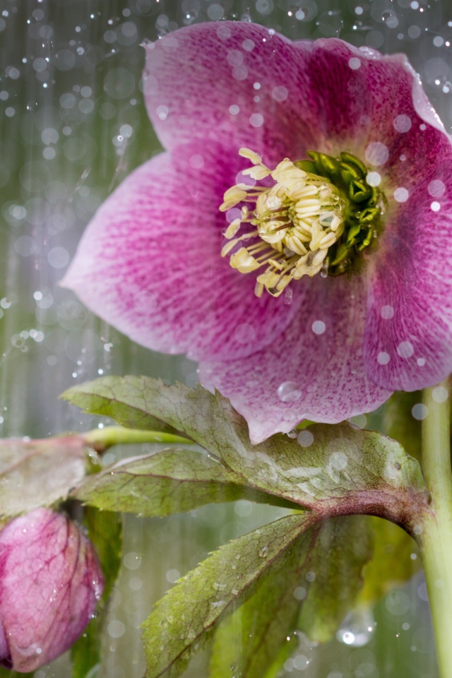 Розовый цветок анемона под дождем 