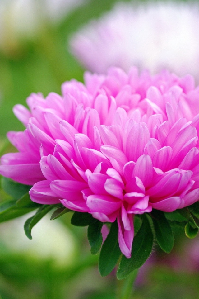 Розовый цветок астра крупным планом