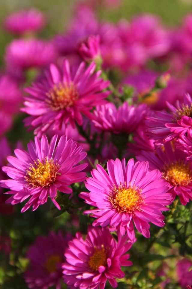 Розовые осенние цветы астры