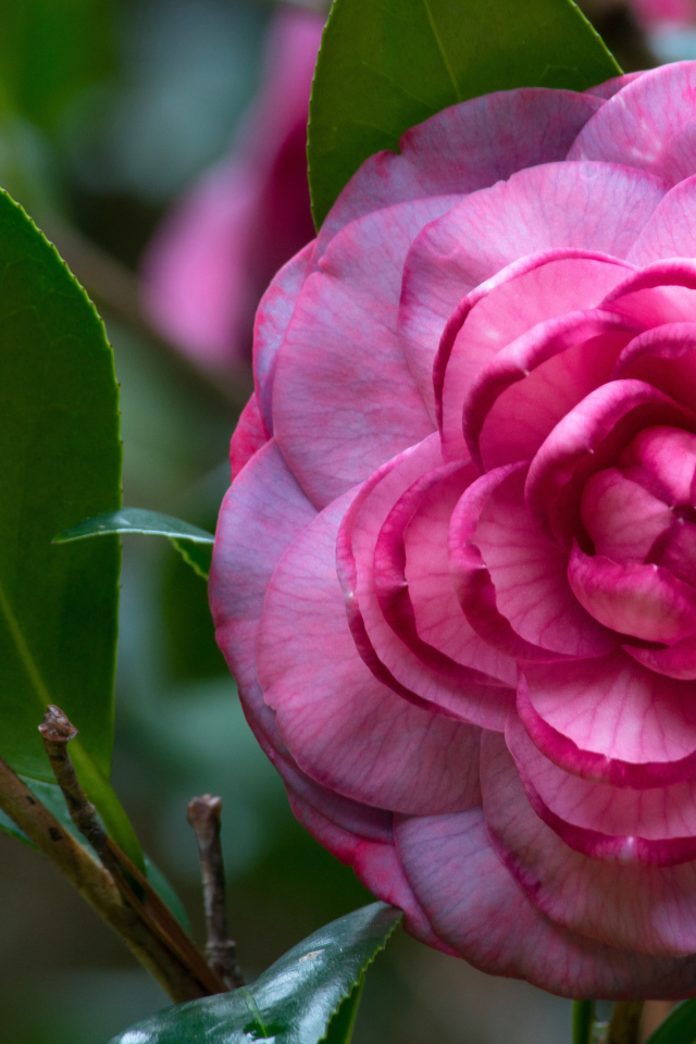 Розовый красивый цветок камелия 