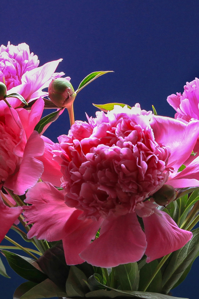 Розовые красивые пионы на голубом фоне