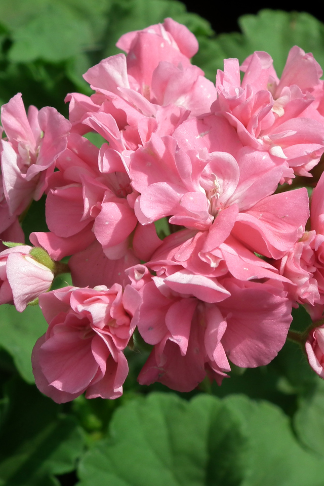 Розовый цветущий цветок герань крупным планом