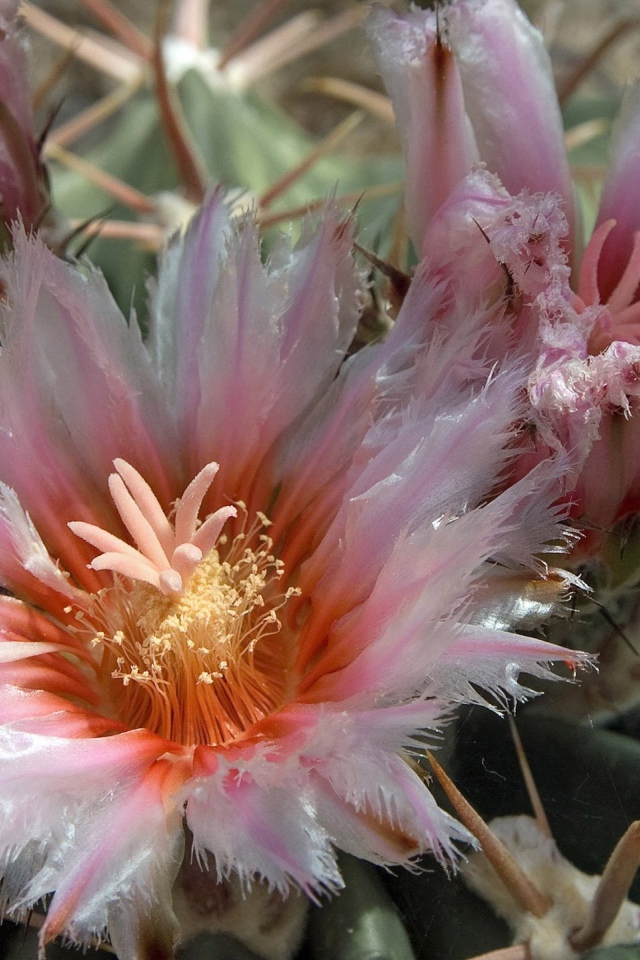 Розовые цветы кактуса крупным планом 