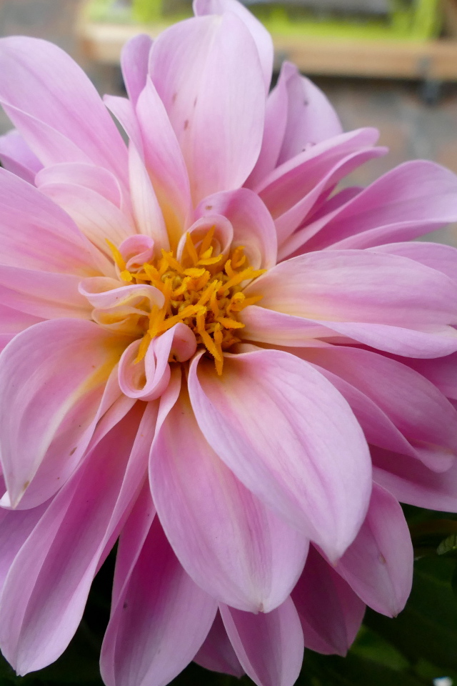 Розовая георгина с большими лепестками 