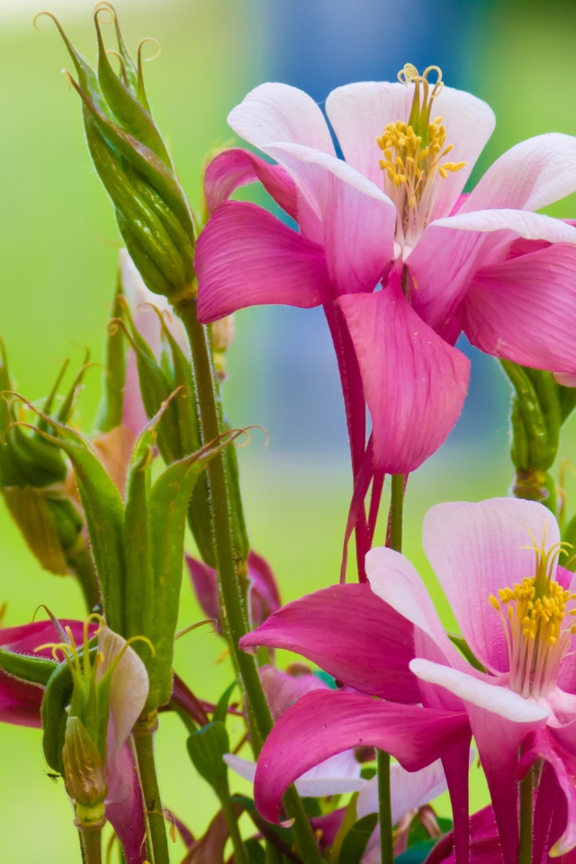 Розовые цветы водосбор на зеленом фоне 