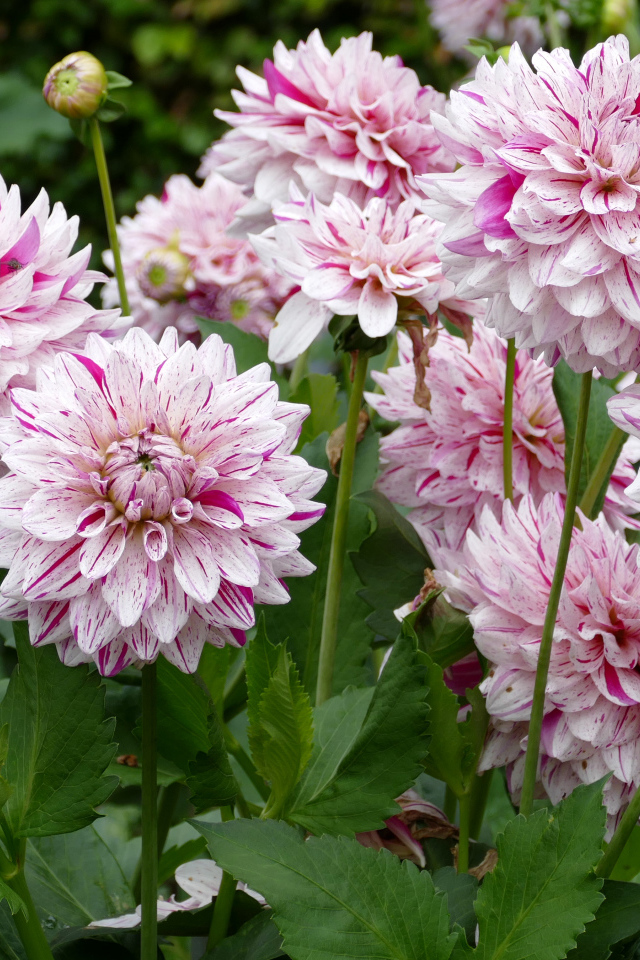 Розовые цветы георгины крупным планом