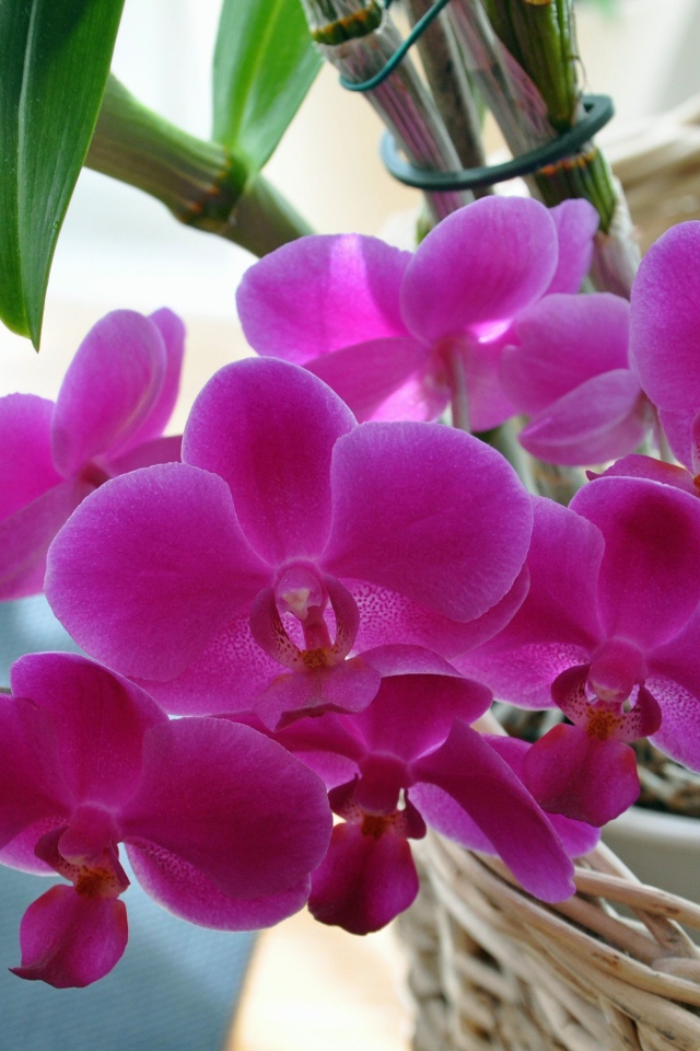 Розовые цветы цветы орхидеи  в корзине 