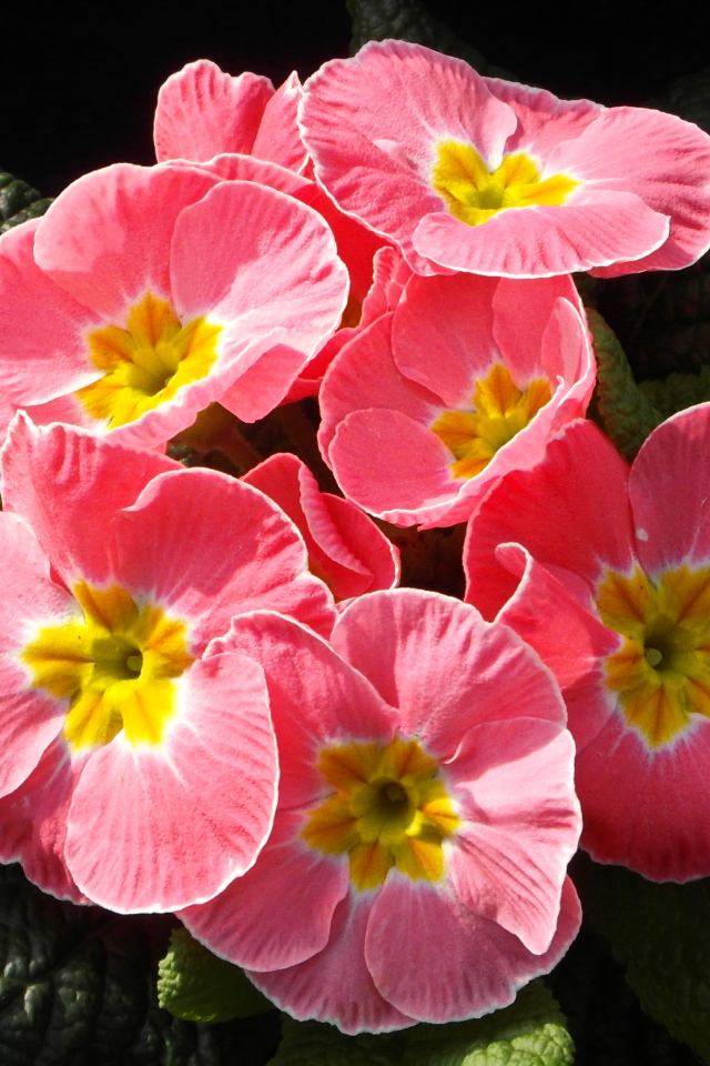 Розовые цветы примула крупным планом