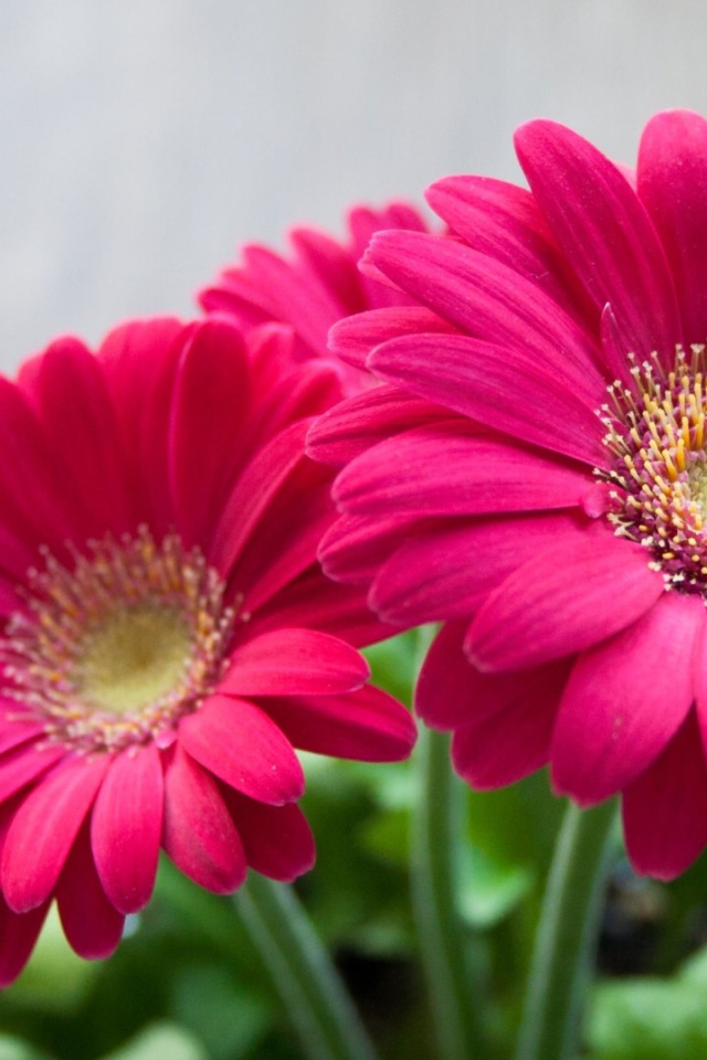 Розовые садовые цветы герберы 