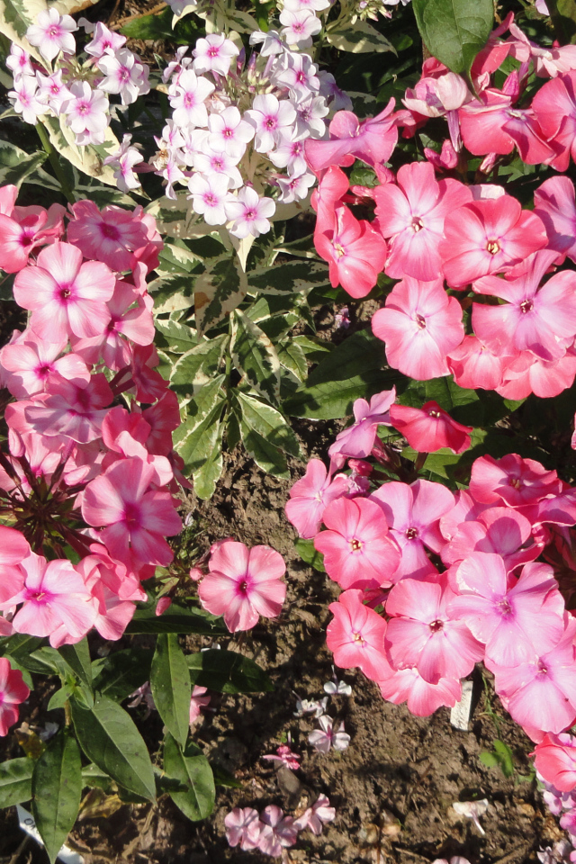 Розовые садовые цветы флоксы крупным планом